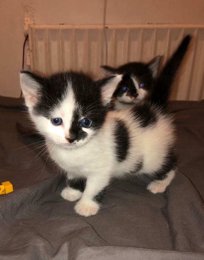 ragdoll x kittens for sale near me